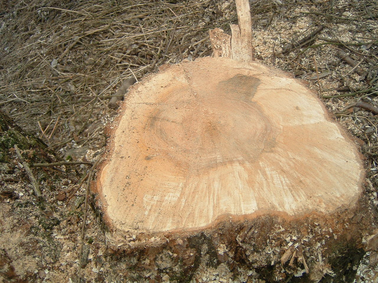 DSCF0086